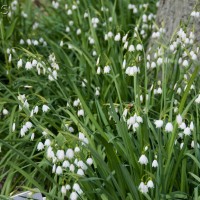 Summer Snowflake